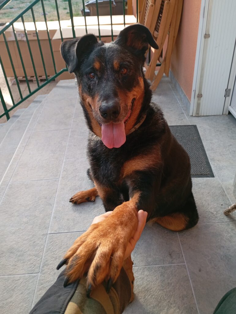 Garde chien